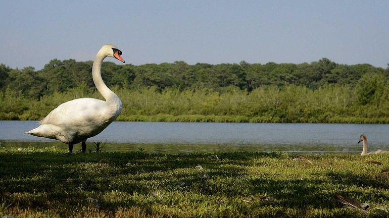 A swan stands along the banks of the Carmans River...