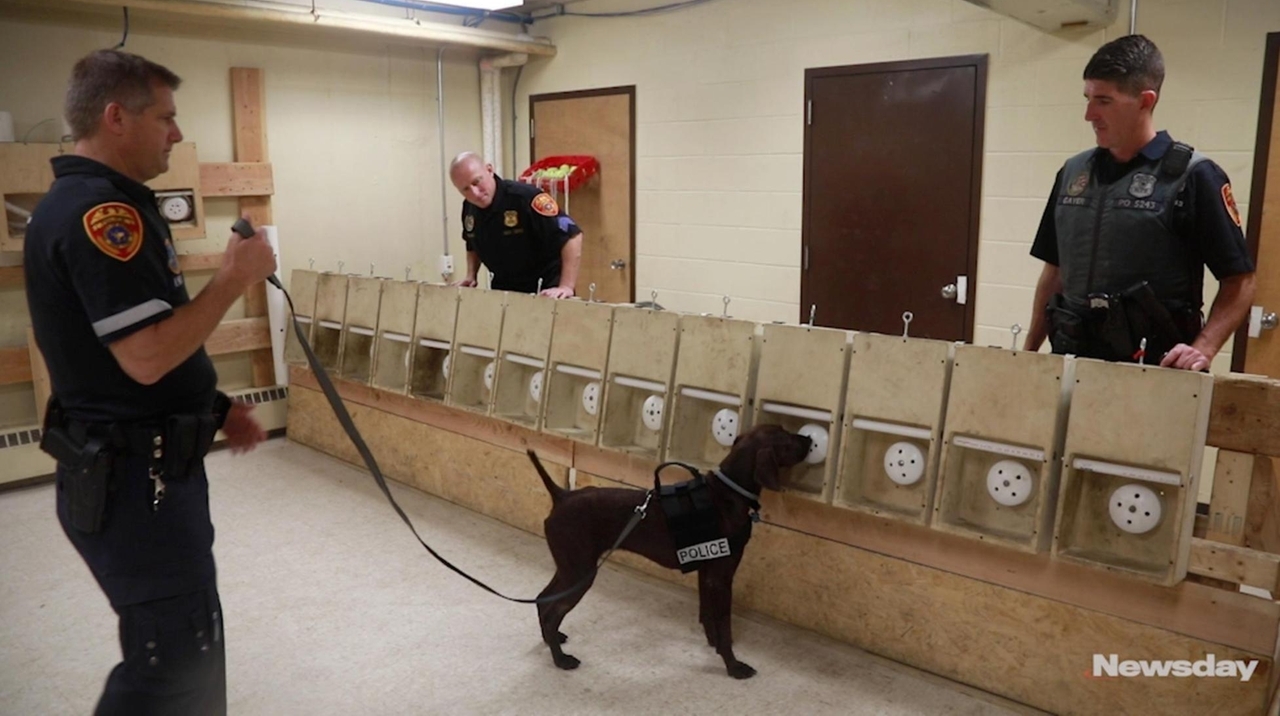 Day in the Life of the SCPD canine unit - Newsday