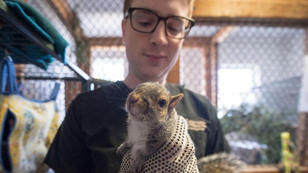 volunteers-for-wildlife-rehab-injured-animals-newsday