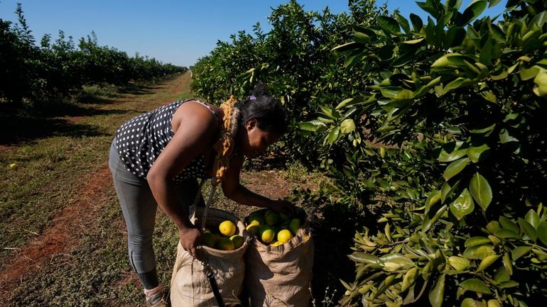A worker harvests oranges on a farm in Mogi Guacu,...