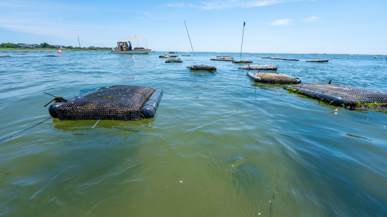 Moriches Bay partly closed to shellfish, carnivorous gastropod ...