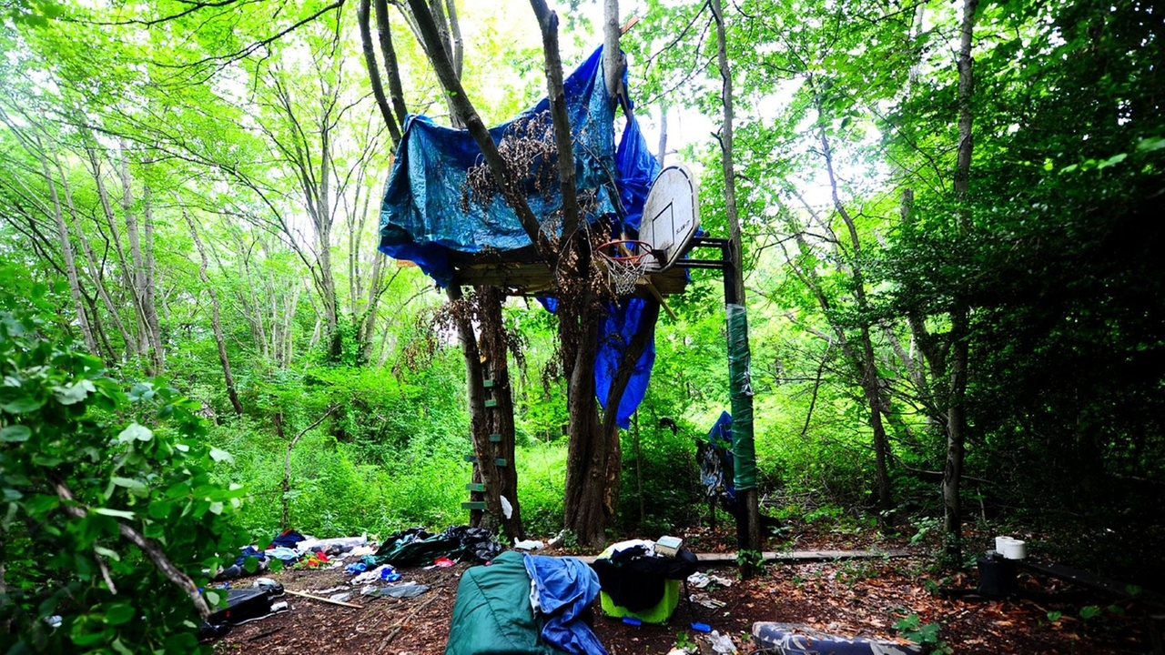 Homeless man's tree house to be torn down - Newsday