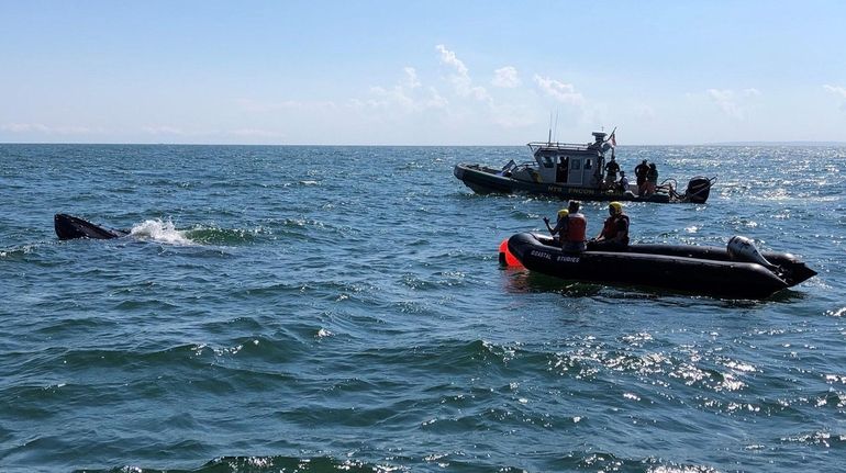 Several orgazations worked to free a humpback whale Thursday that was tangled...