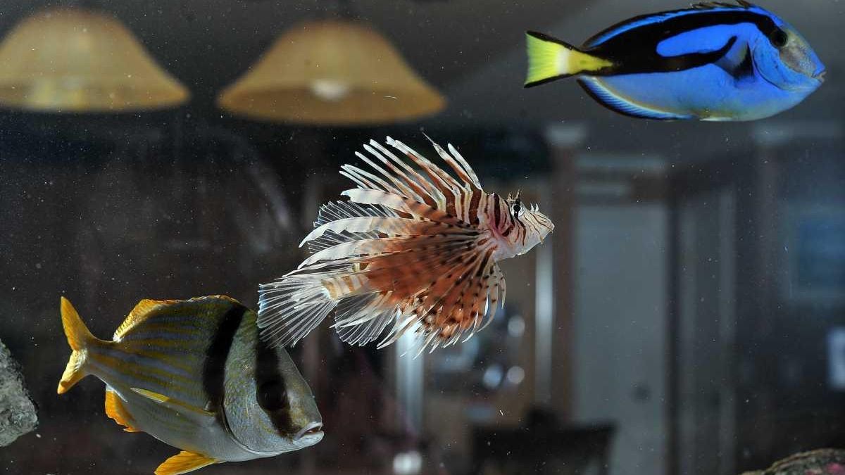 Aquariums that fill up a room Newsday