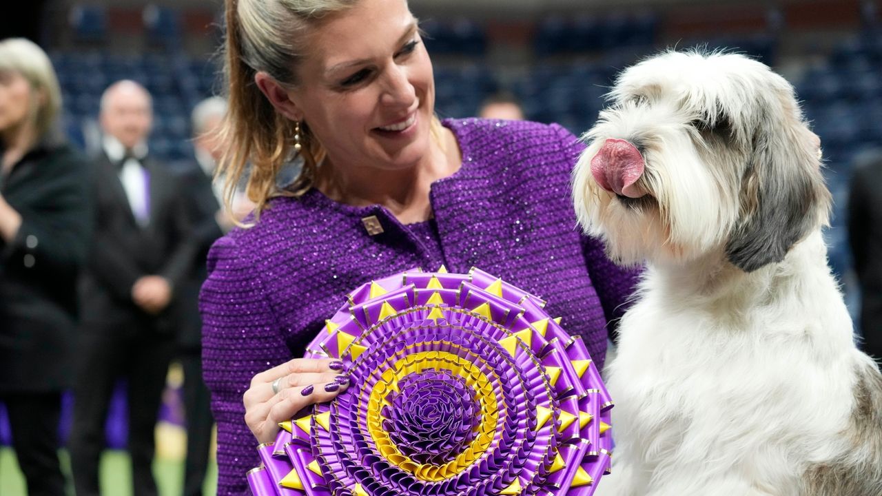 A 'PBGV' wins Westminster dog show, a first for the breed Newsday