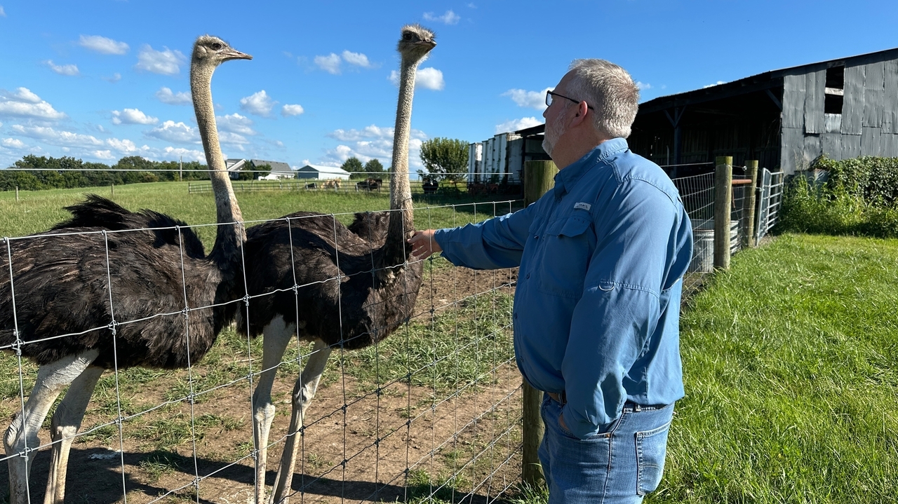 Ein US-Amerikaner hat nach einer durch Zeckenstiche ausgelösten Fleischallergie eine Straußenfarm in Kentucky gegründet