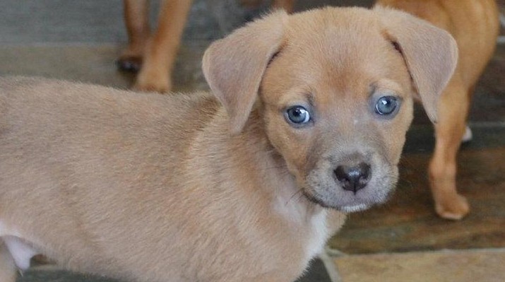 Puppy Bowl on Animal Planet features LI dog Jeter - Newsday