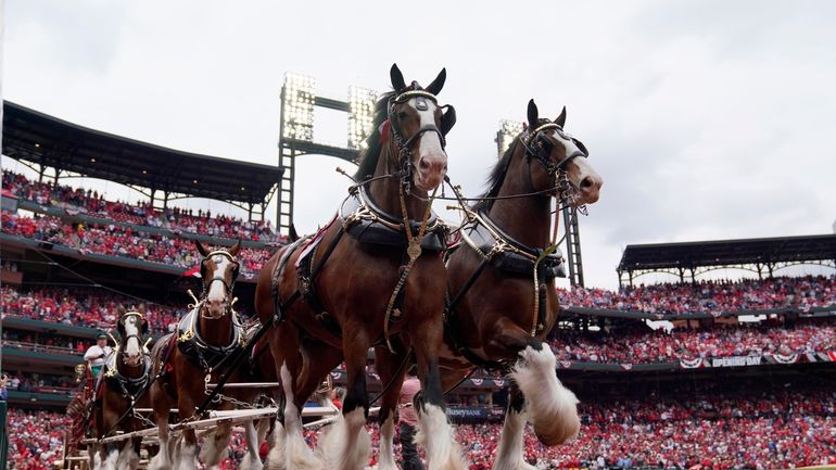 Budweiser Clydesdales make their way around Busch Stadium as part...