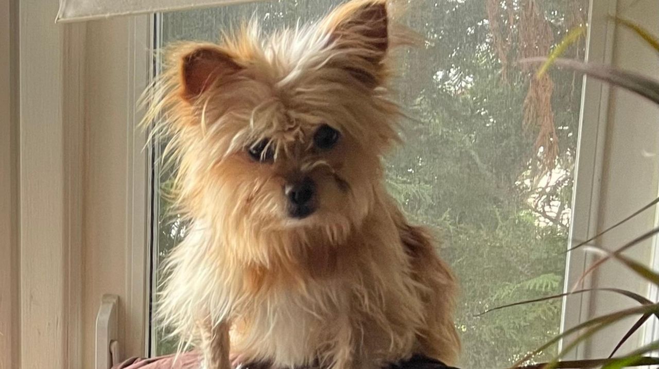 Pomeranian captured in Lakeview returned to owner, Nassau police say