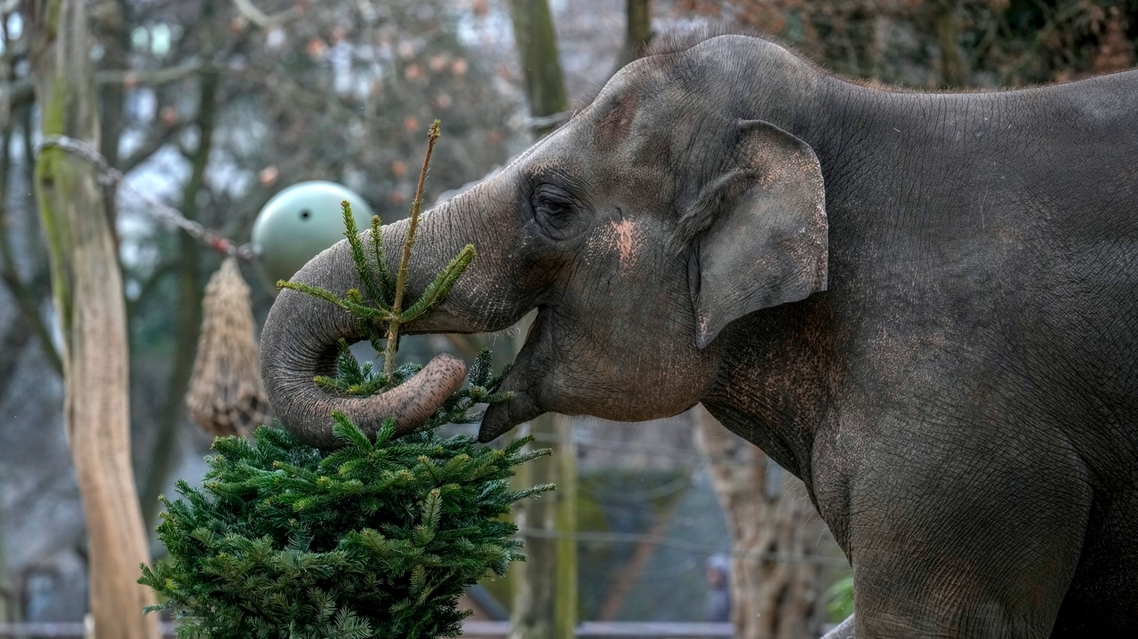 It's Christmas for the elephants as unsold trees are fed to the animals at Berlin Zoo - Newsday