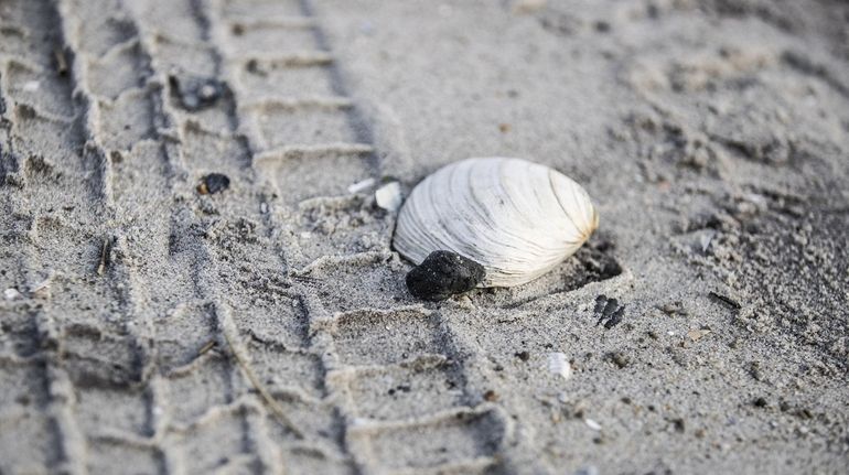 In the incident earlier this year, this tar ball washed...