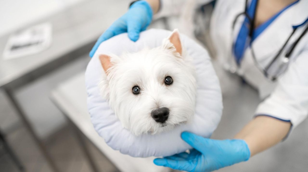 A vet who does house calls may help reduce pet's fear Newsday