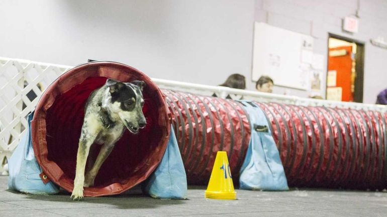 Amy Mayer from Huntington Station and her dog, Lily, a...