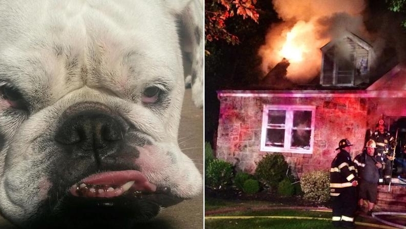 Dog saves family from raging fire in Huntington, officials say - Newsday