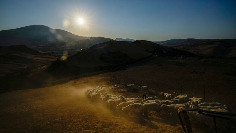 Sheep are released to graze as the sun sets and...