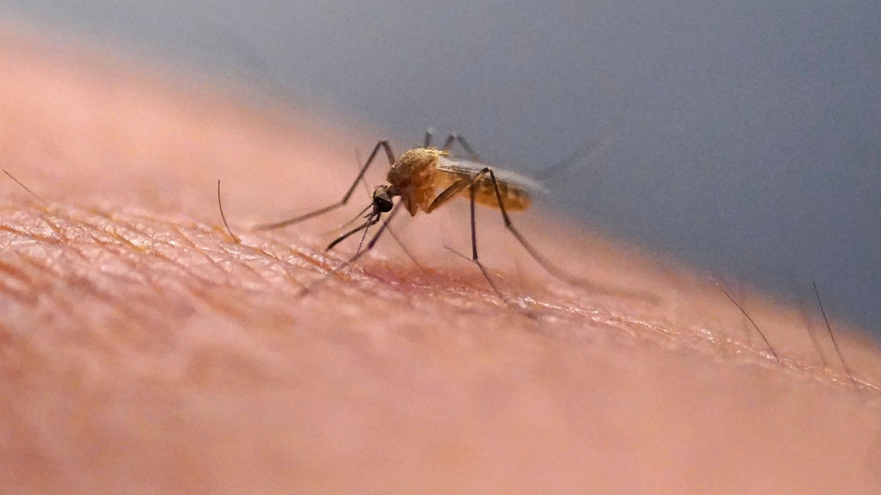 L'expérience des « cônes de la honte » et la réponse cellulaire