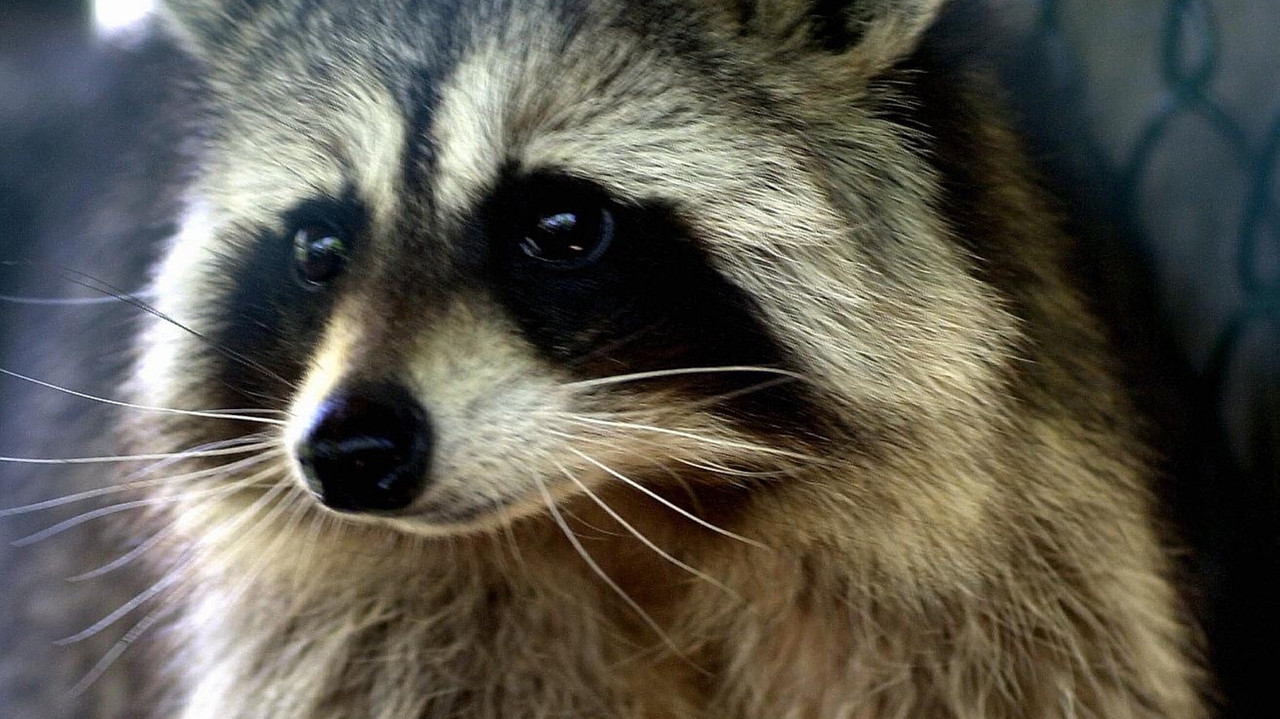 Seventh rabid raccoon found in Suffolk - Newsday