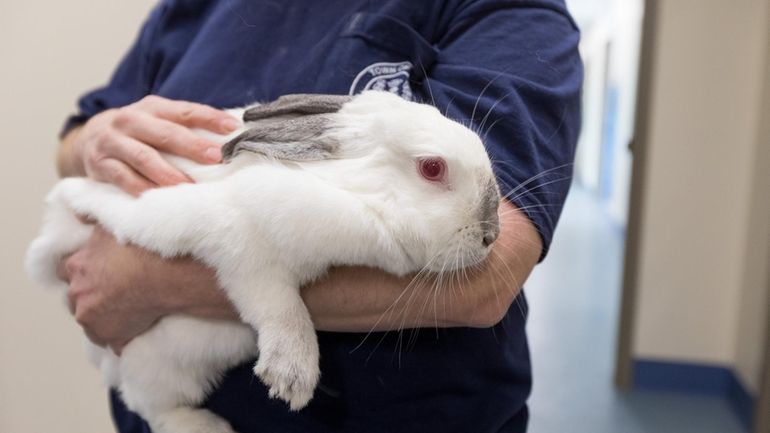 Many domesticated baby rabbits and chicks purchased during the Easter...