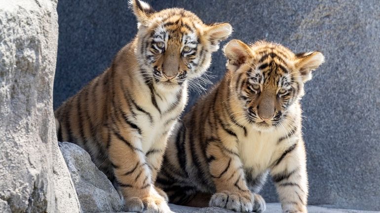 Two Amur tiger cubs, Tochka and Timur, have their first...