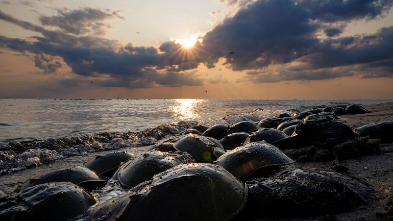 Horseshoe crabs spawn at Reeds Beach in Cape May Court...