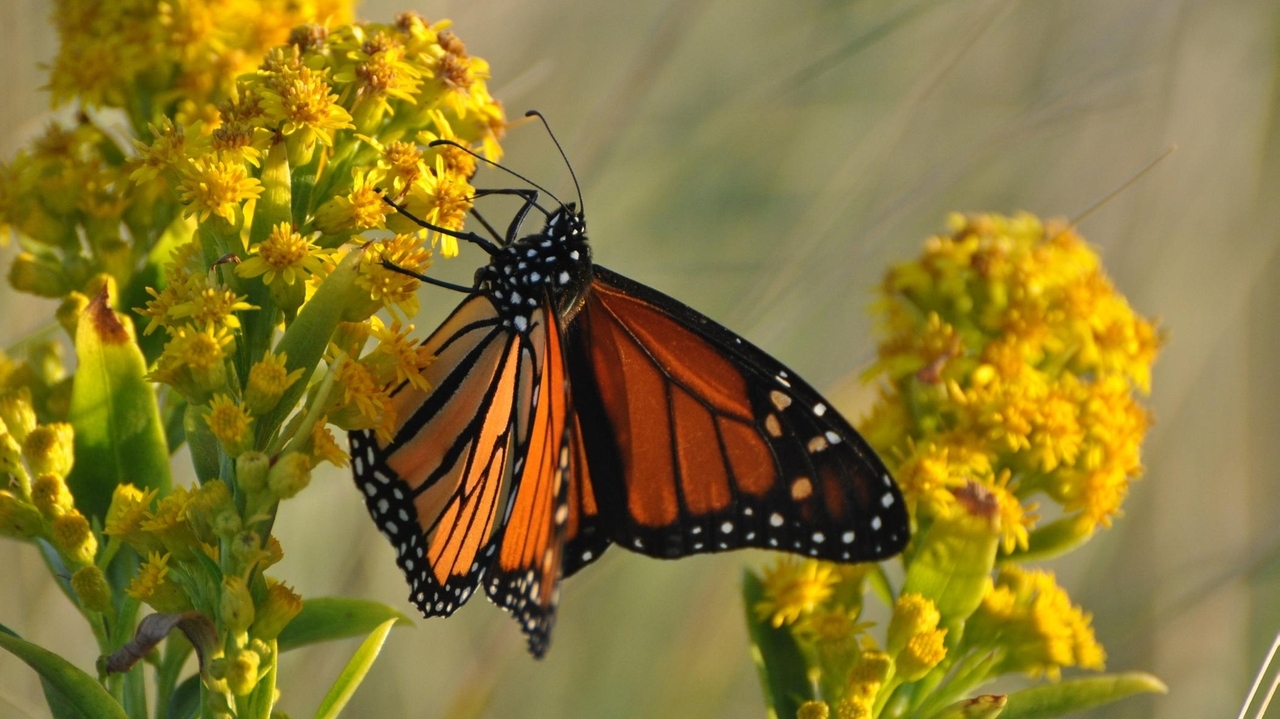 Butterfly populations drop 22%, study shows. Long Island ...