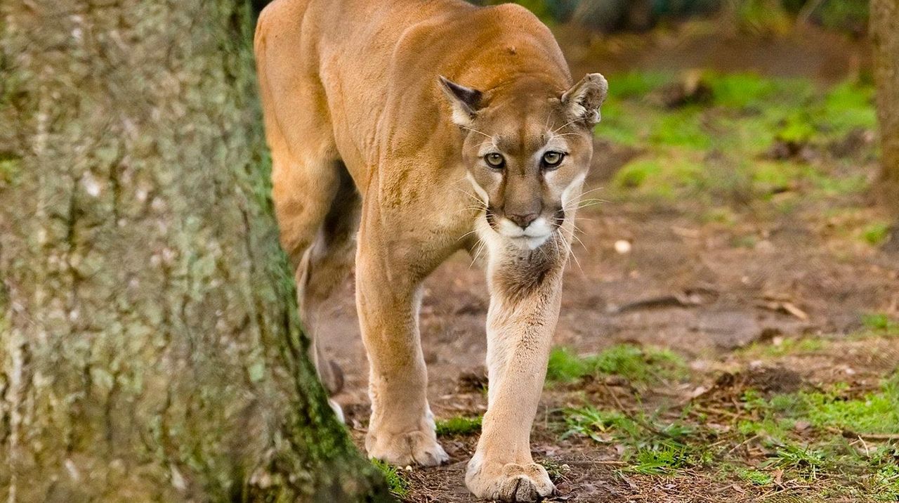 Hudson, Long Island Game Farm cougar, dies at age 19 - Newsday