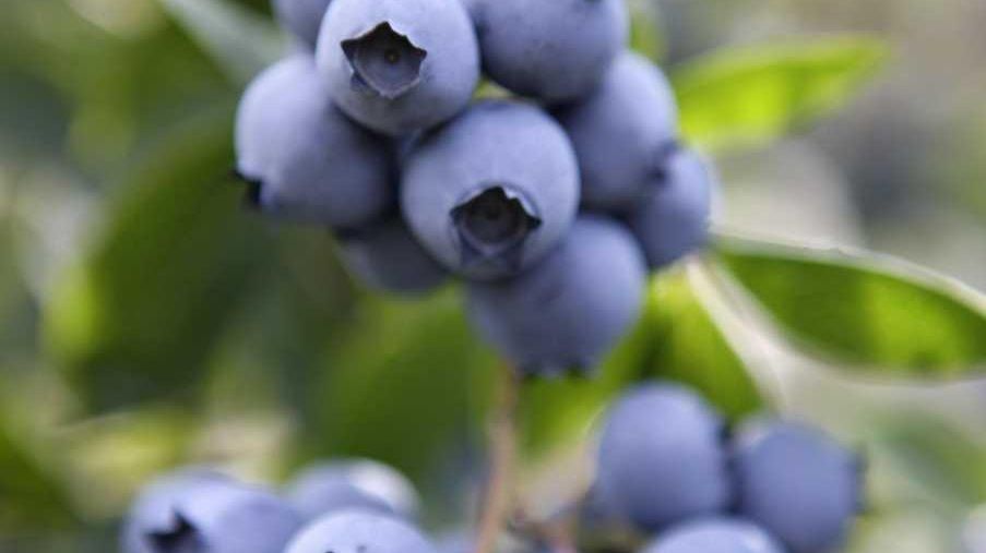Guide to growing fruit at home Newsday