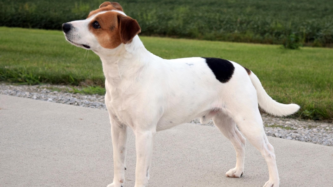 Meet the Danish-Swedish farmdog, the newest breed in the American Kennel Club's lineup - Newsday