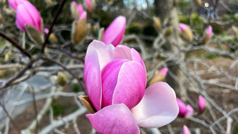 Flowers in bloom in Clark Botanic Garden in Albertson on...