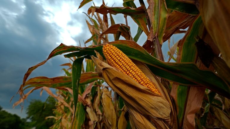 Storm clouds build above a corn field Tuesday, Aug. 27,...