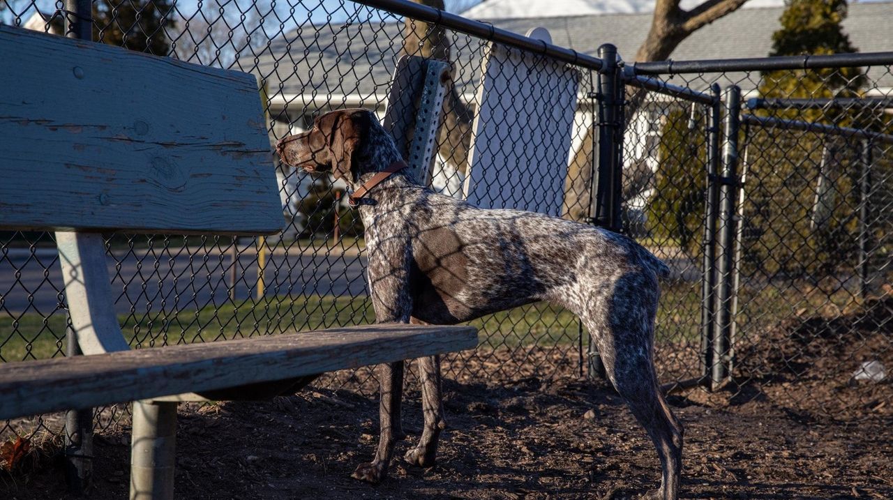 Babylon Village set to close popular George Street dog park - Newsday