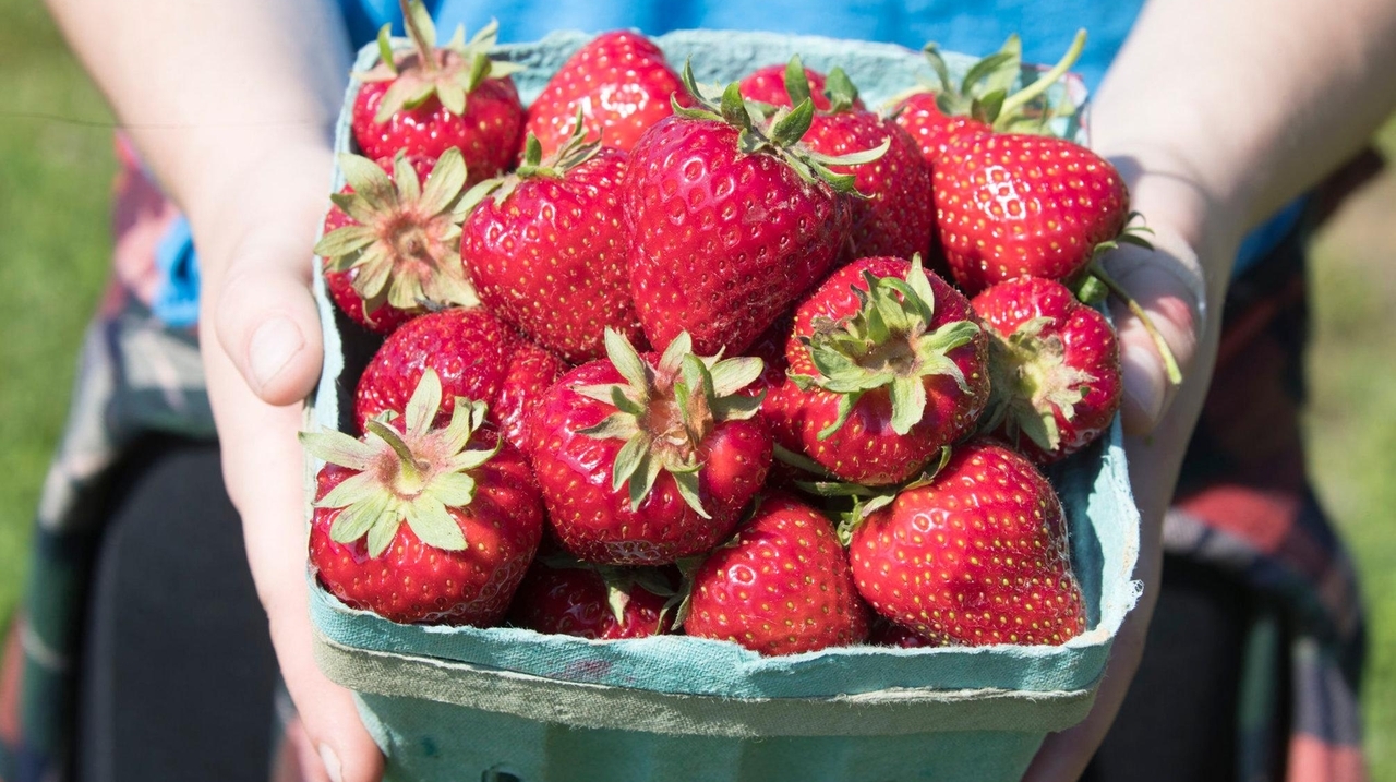 Pick-your-own strawberry fields open on Long Island for 2023 season - Vimarsana News