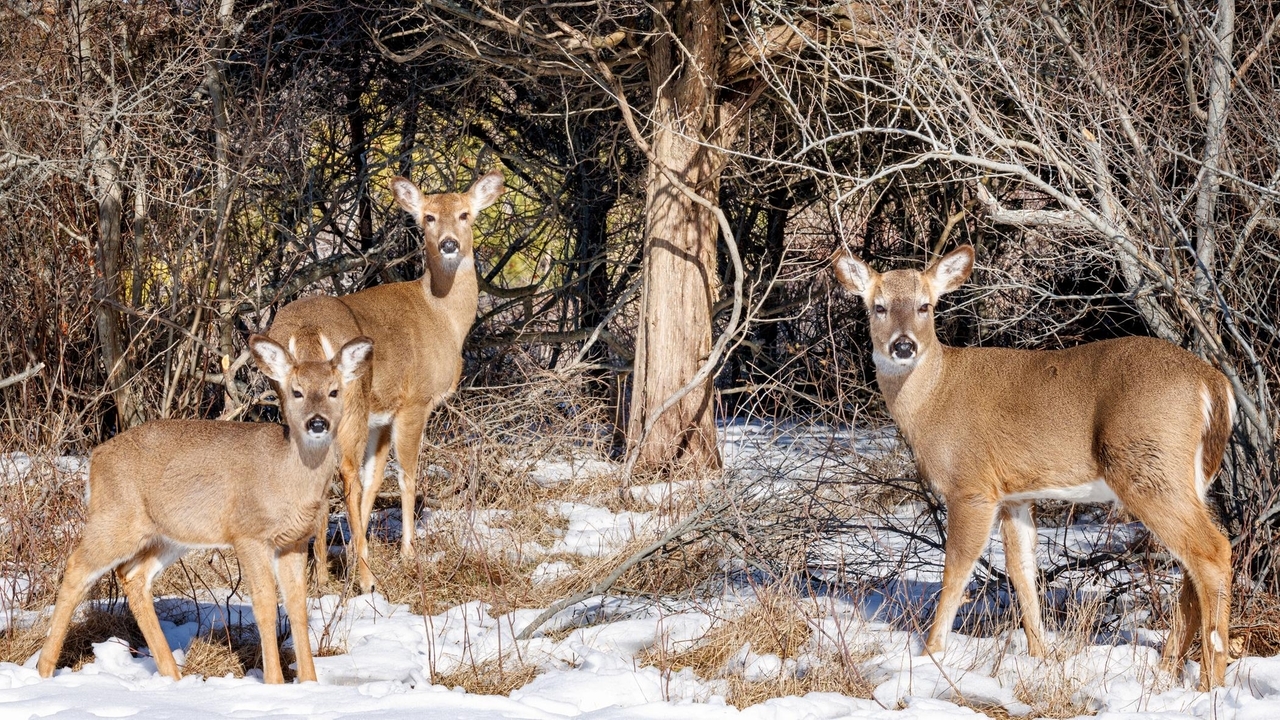 Rough winter for wildlife: How animals on Long Island have endured the ...