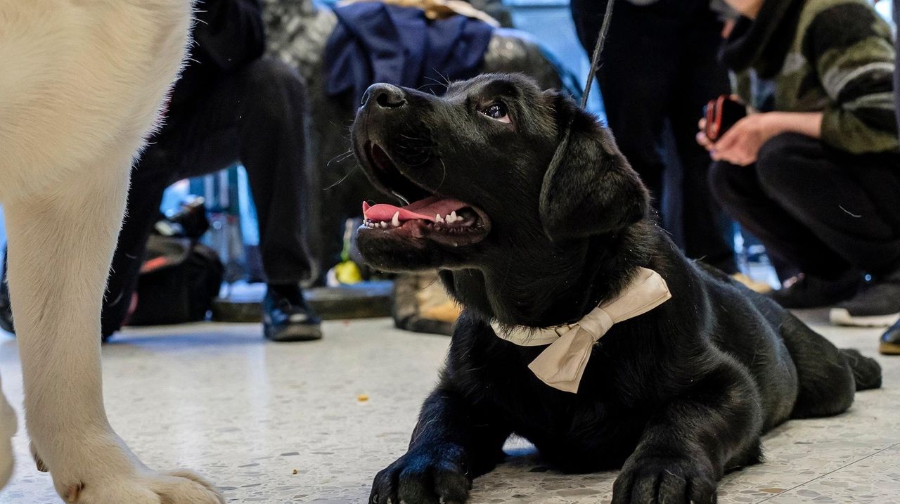 Labradors were Long Island's top dog breed in 2020, American Kennel