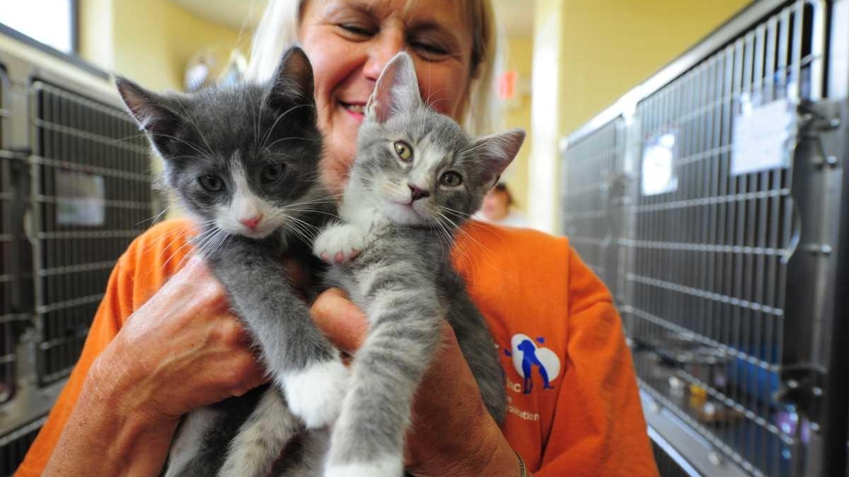 Last Hope shelter now at Bideawee's site - Newsday