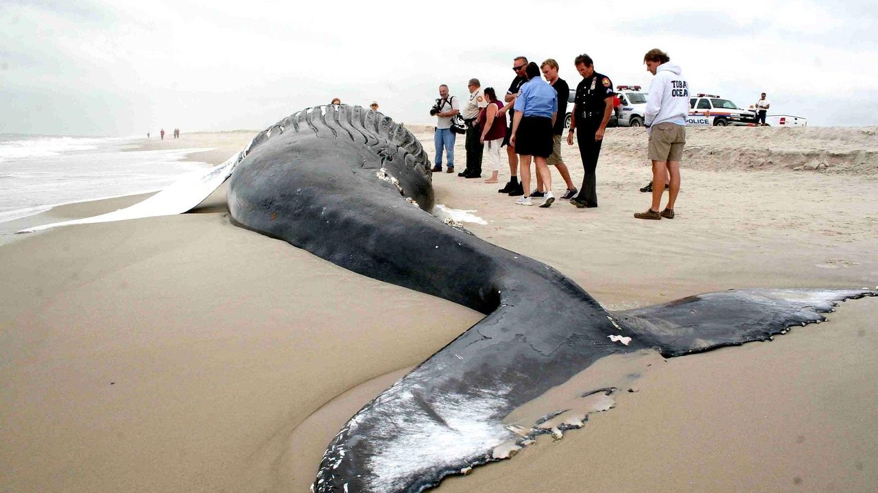 Probe seeks reason for dead whale at Jones Beach - Newsday