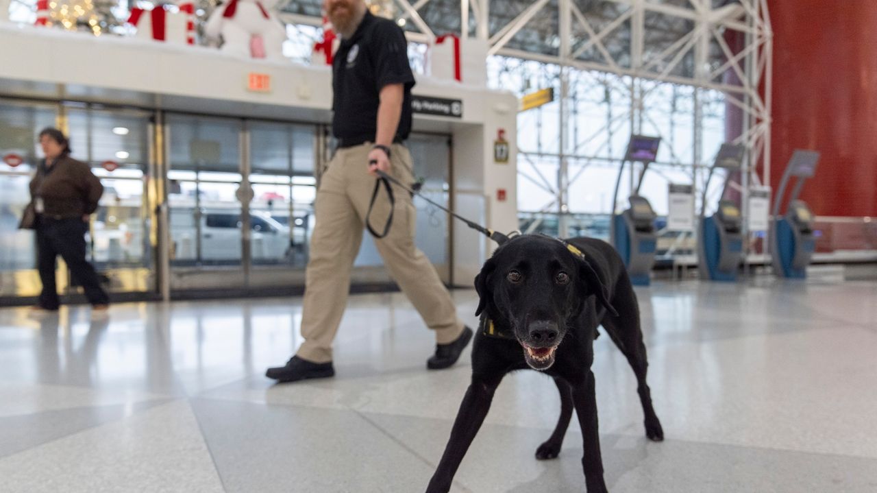 Argo the dog, a TSA calendar star, protects air travelers by sniffing out explosives