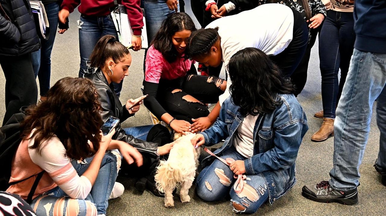 Therapy dogs help high school students deal with mental stress