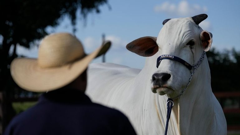 A stockman watches over the Nelore cow known as Viatina-19...