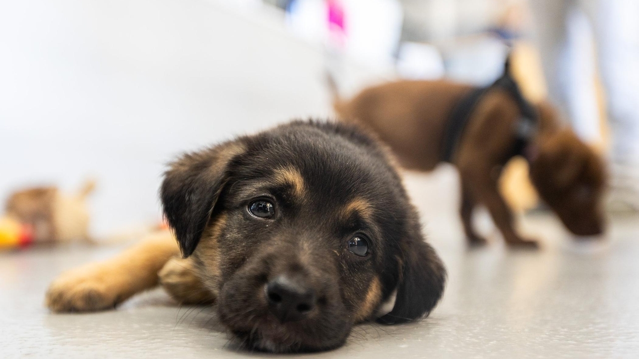 Pet stores running out of time in fight of New York’s animal sale ban
