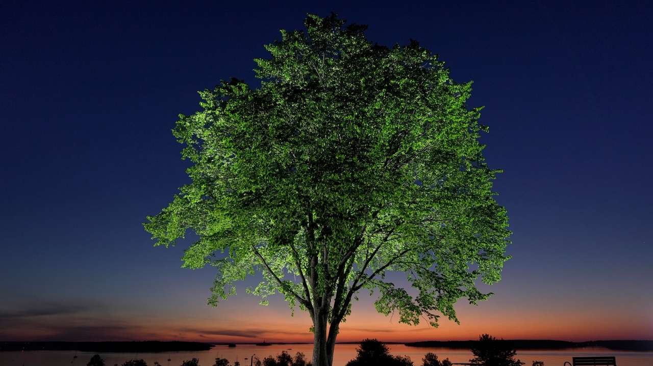 The disease that decimated American elms could help bring them back ...