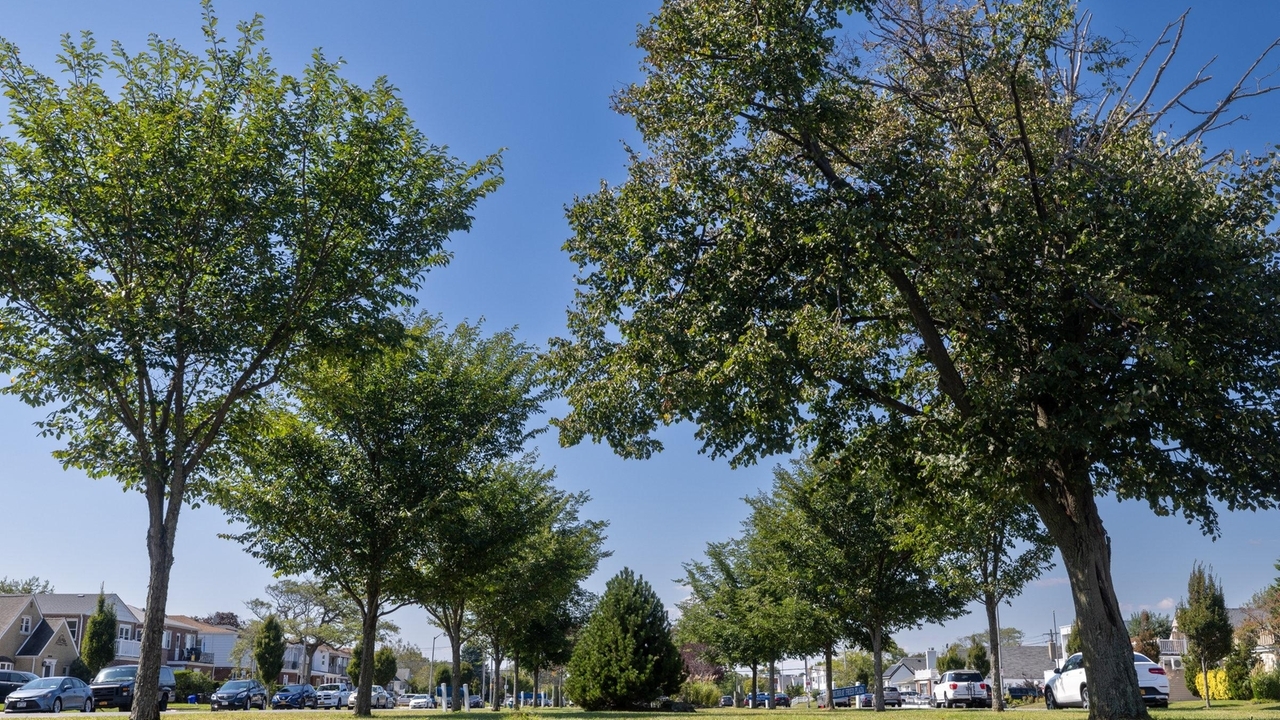 Growing LI's tree canopy with $2.1M in grants - Newsday