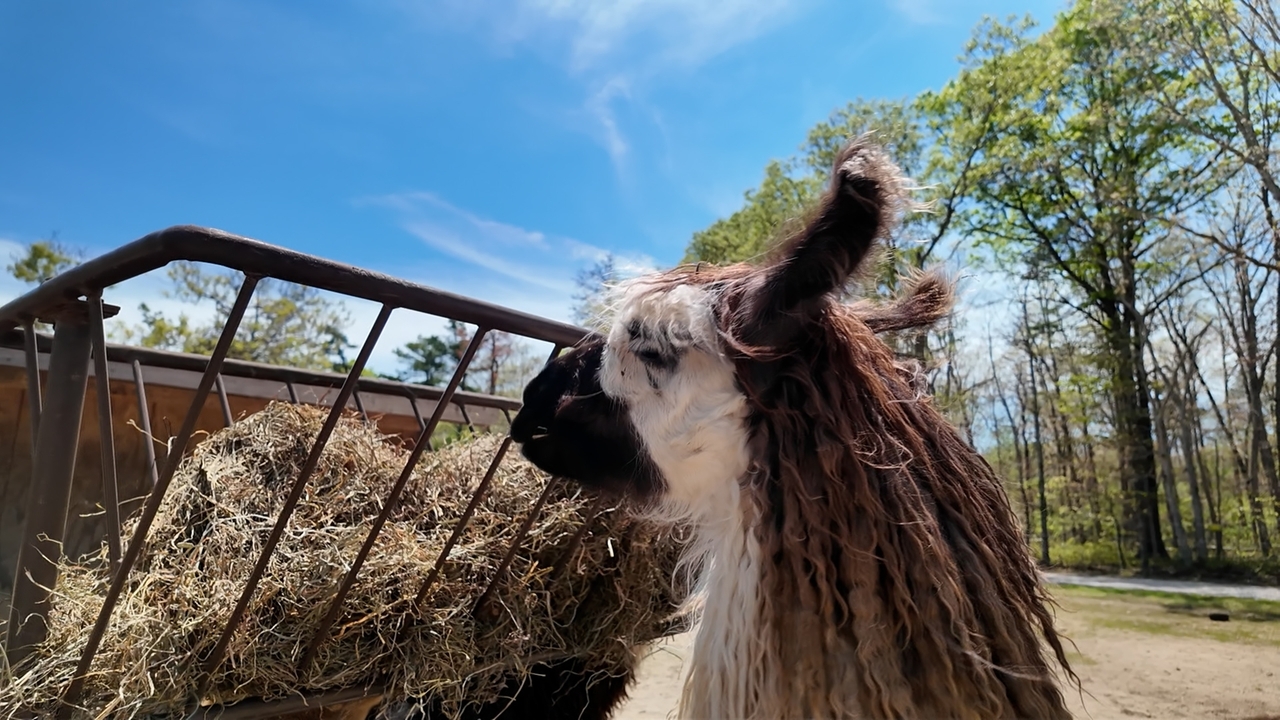LI Works: Shear happiness at Long Island Yarn and Farm - Newsday
