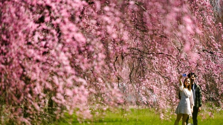 A couple takes a selfie with cherry blossoms at Fairmount...