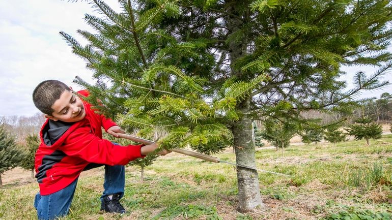 Anthony Viola cuts his own tree at Matt's Christmas Tree...