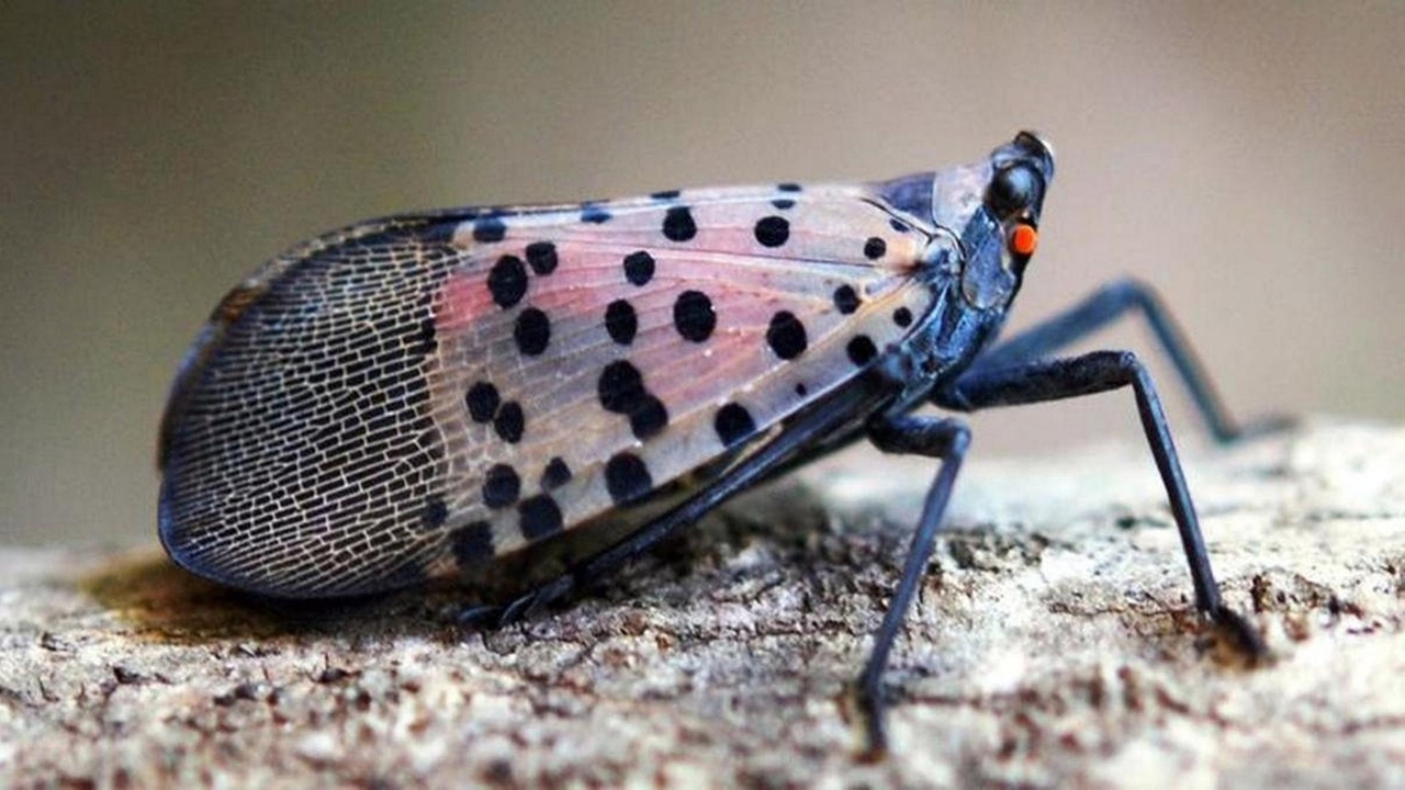 'Small infestation' of spotted lanternflies raises concerns from Patchogue to Riverhead
