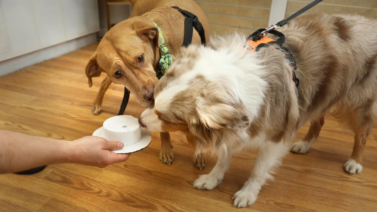 Shops selling dog-friendly ice cream and other desserts on Long Island - Vimarsana News