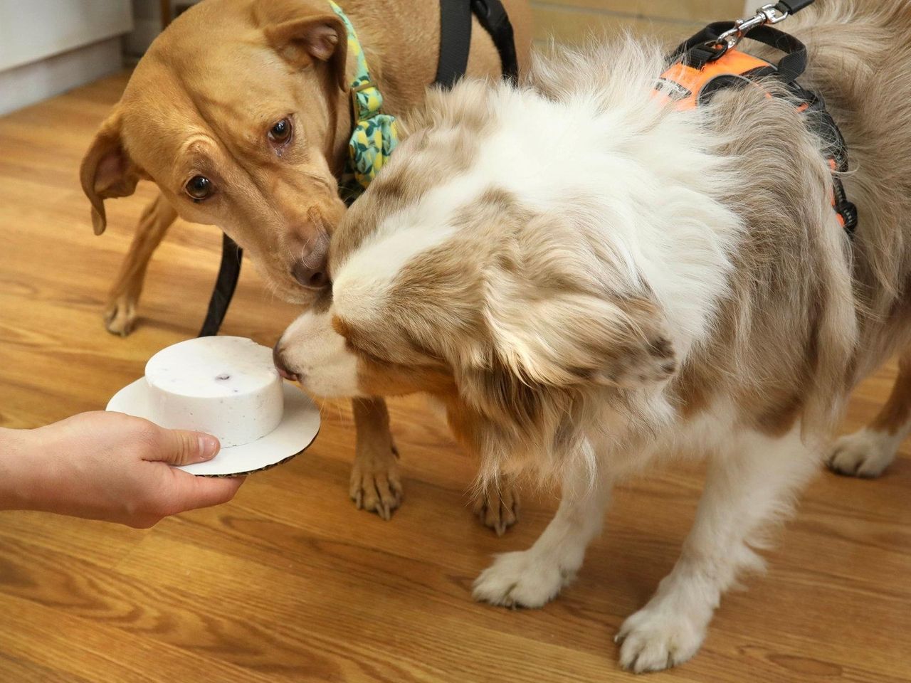 Festive treats for your dog