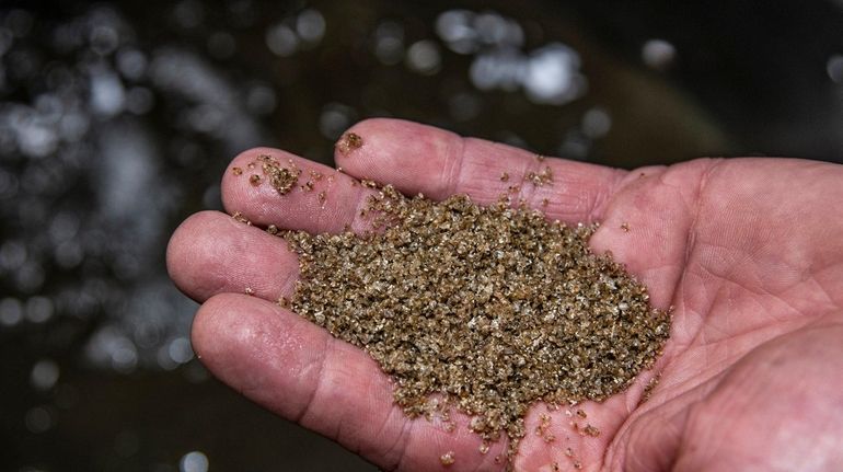 Juvenile oysters that are about 1 month old at the...