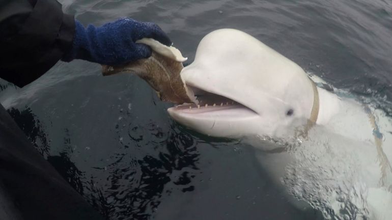 In this photo taken in April 2019 a beluga whale...